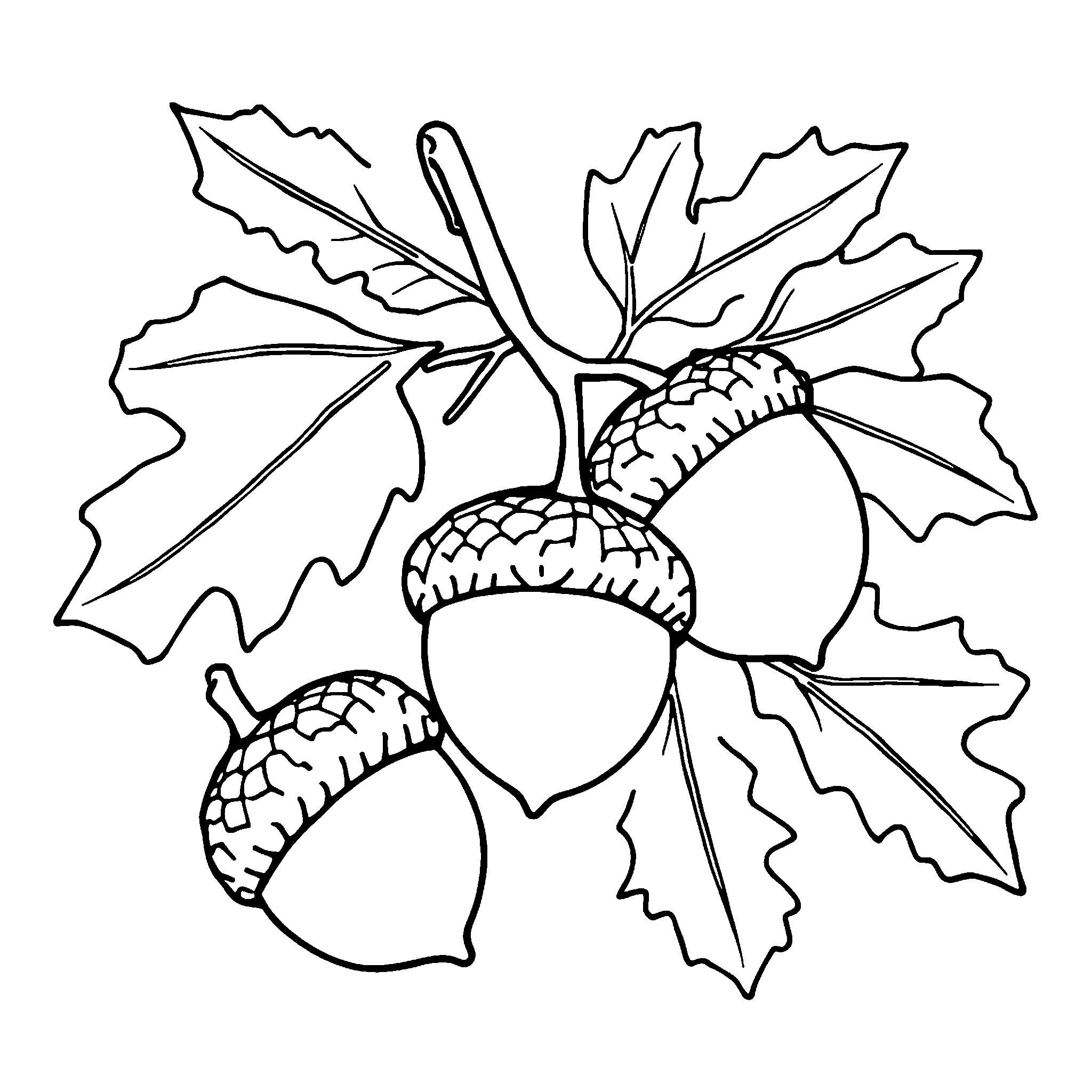 Acorns and oak leaves coloring page: acorns in their little caps among oak leaves