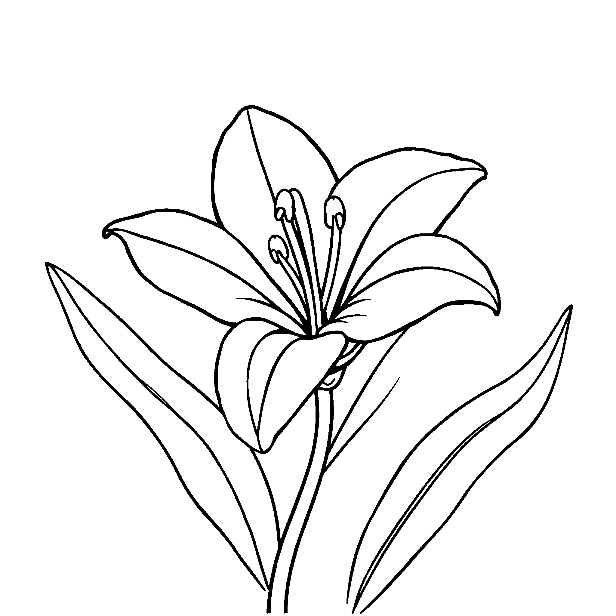 Lily coloring page: a lily with long curling petals