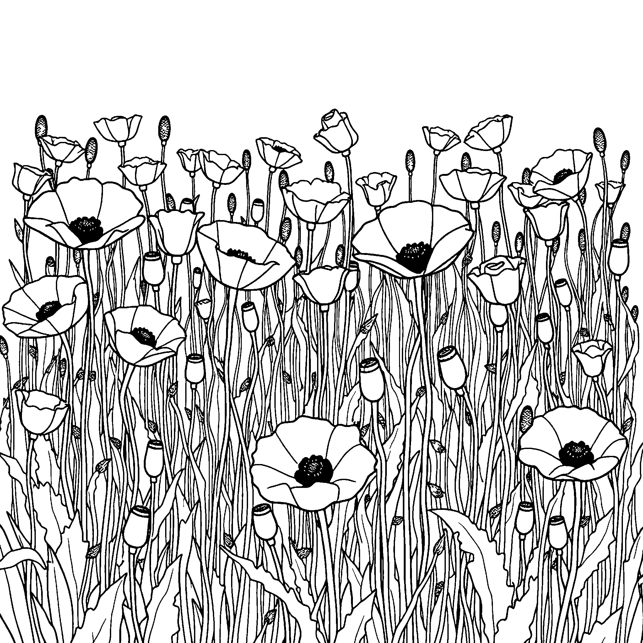 Poppies coloring page: a field of poppies swaying on tall stems