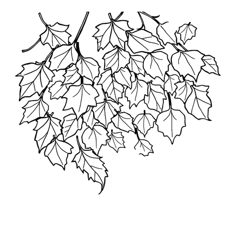 Falling autumn leaves coloring page
