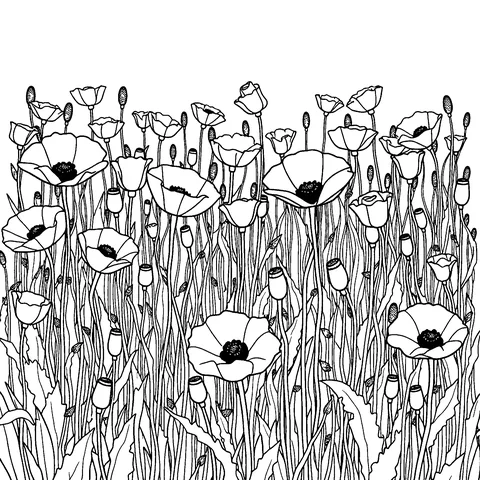 Poppies coloring page