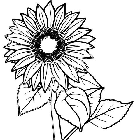 Big sunflower coloring page